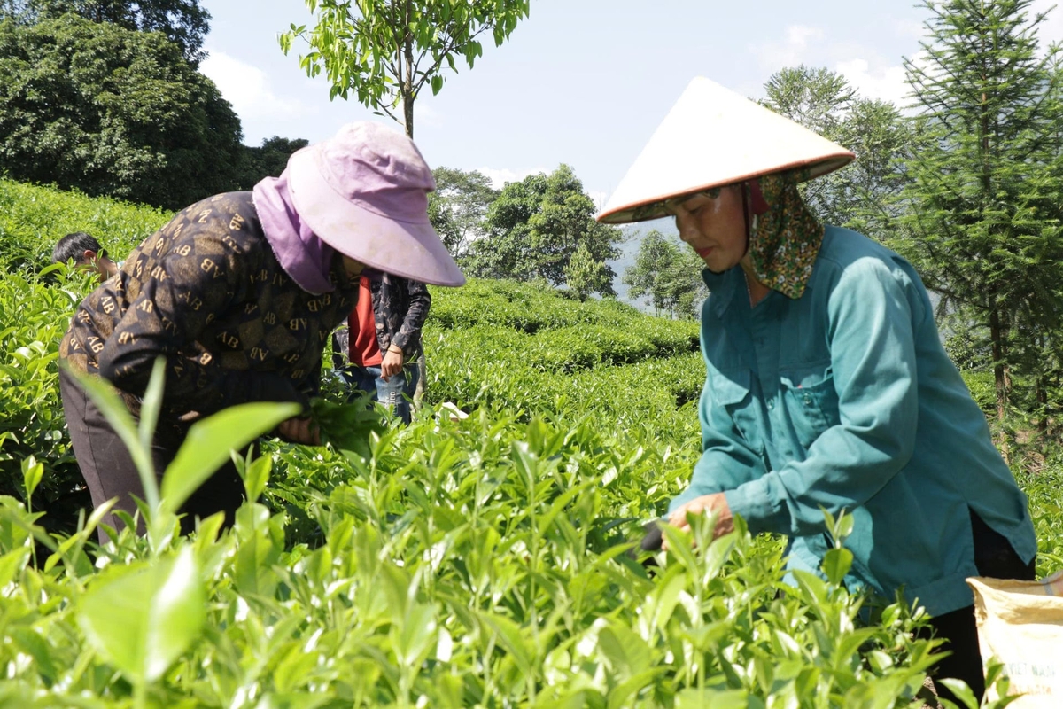 Người dân xã Bản Lầu thu hái chè búp tươi bán cho HTX. Ảnh: Thanh Tiến. Người dân xã Bản Lầu thu hái chè búp tươi bán cho HTX. Ảnh: Thanh Tiến.