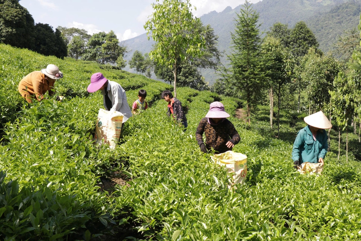 Sản phẩm chè chế biến chủ yếu xuất khẩu thô sang thị trường Trung Đông. Ảnh: Thanh Tiến. Sản phẩm chè chế biến chủ yếu xuất khẩu thô sang thị trường Trung Đông. Ảnh: Thanh Tiến.