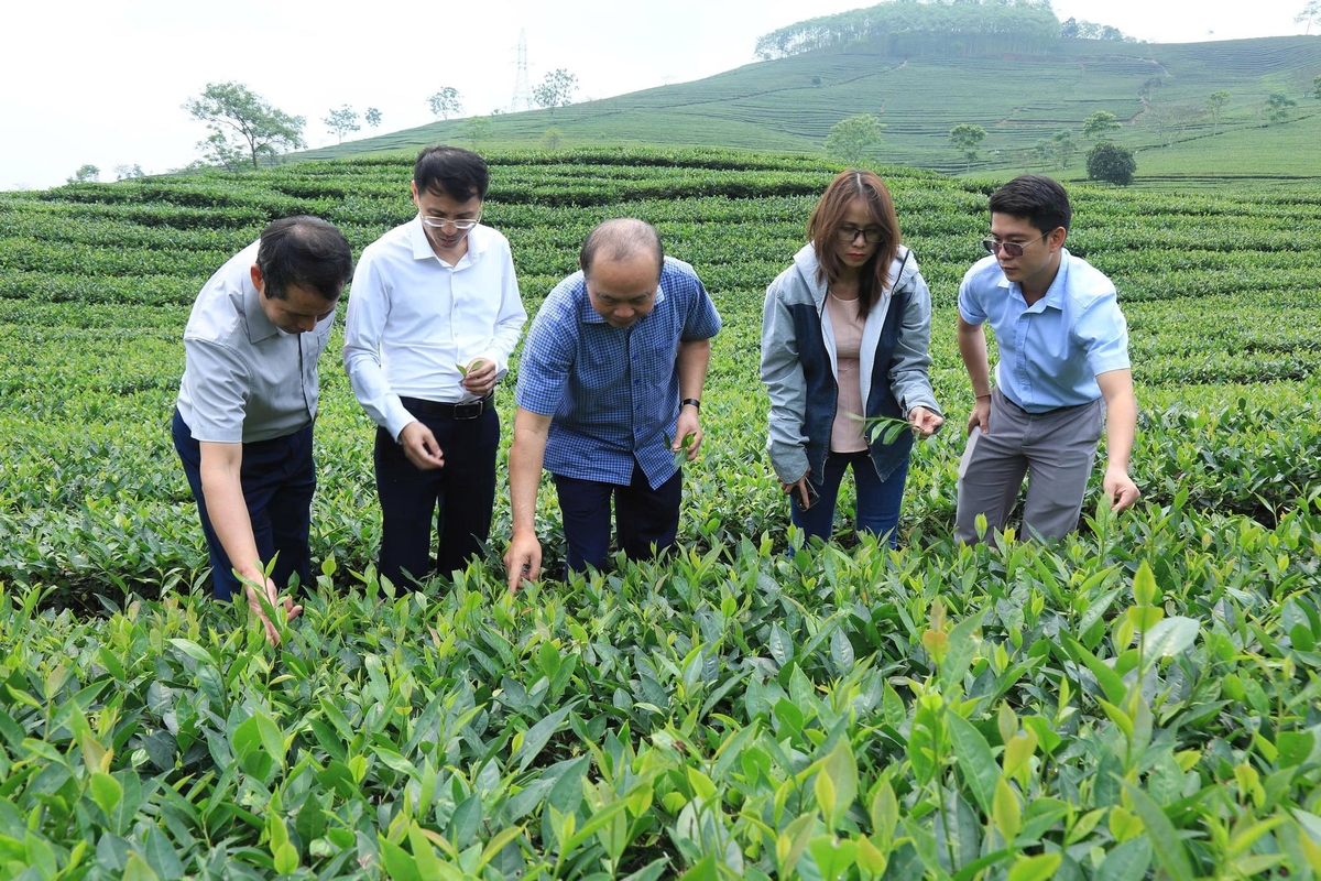 Xã Liên Sơn đang nỗ lực tìm giải pháp thu hút doanh nghiệp chế biến chè về địa phương. Ảnh: Thanh Tiến.