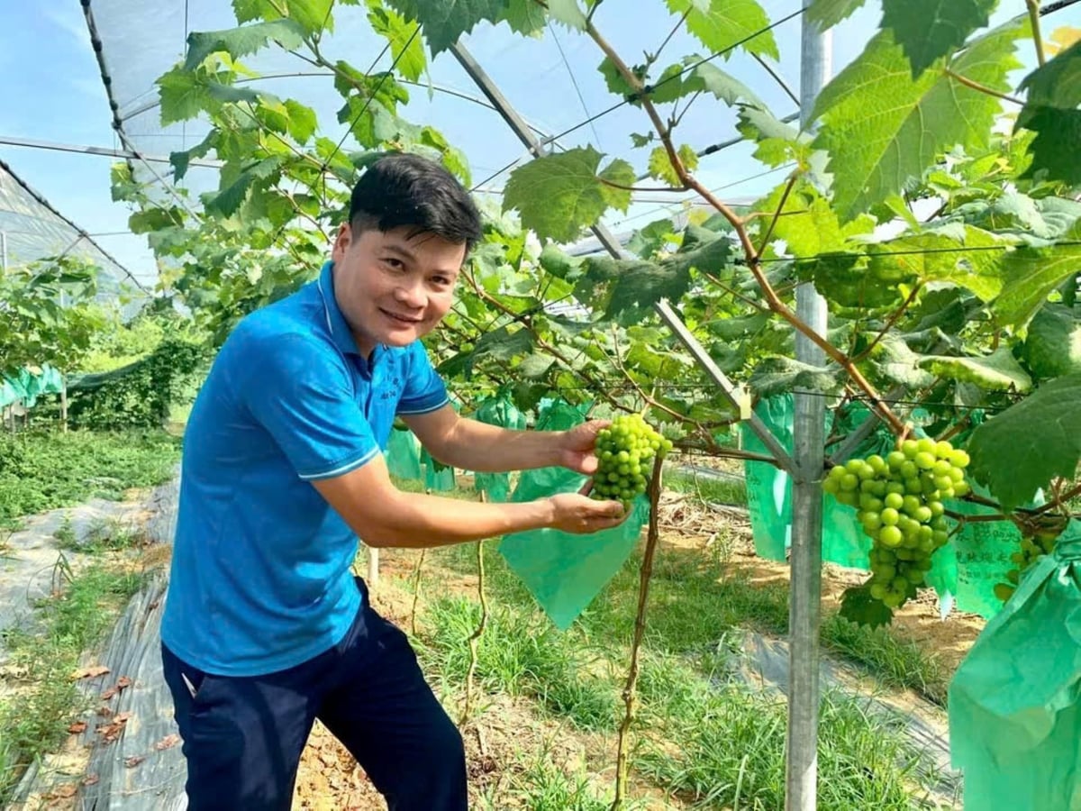 Anh Hoàng Văn Tuấn phấn khởi trước thành quả tại vườn nho của mình. Ảnh: Thu Thủy. Anh Hoàng Văn Tuấn phấn khởi trước thành quả tại vườn nho của mình. Ảnh: Thu Thủy.