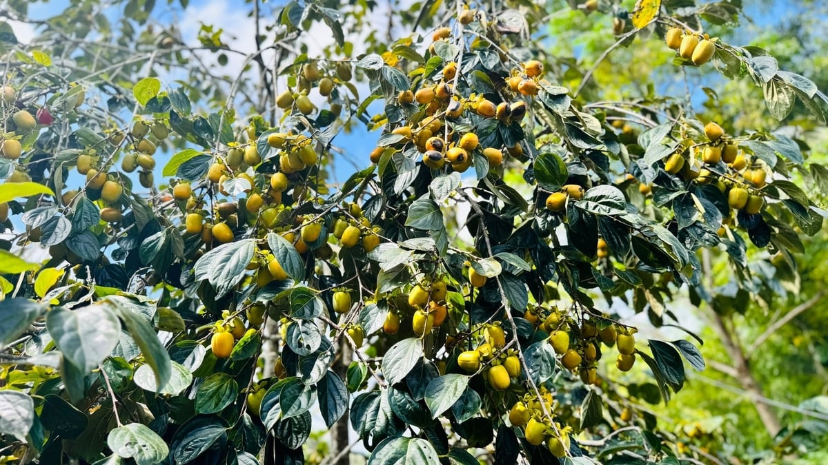 Hồng giòn mang lại thu nhập khá cho người dân Mai Hoa. Ảnh: Ánh Nguyệt.