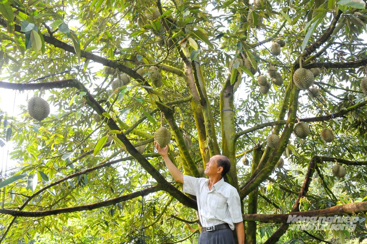 Nông dân ĐBSCL chăm sóc vườn sầu riêng giai đoạn chuẩn bị thu hoạch. Ảnh: Lê Hoàng Vũ.