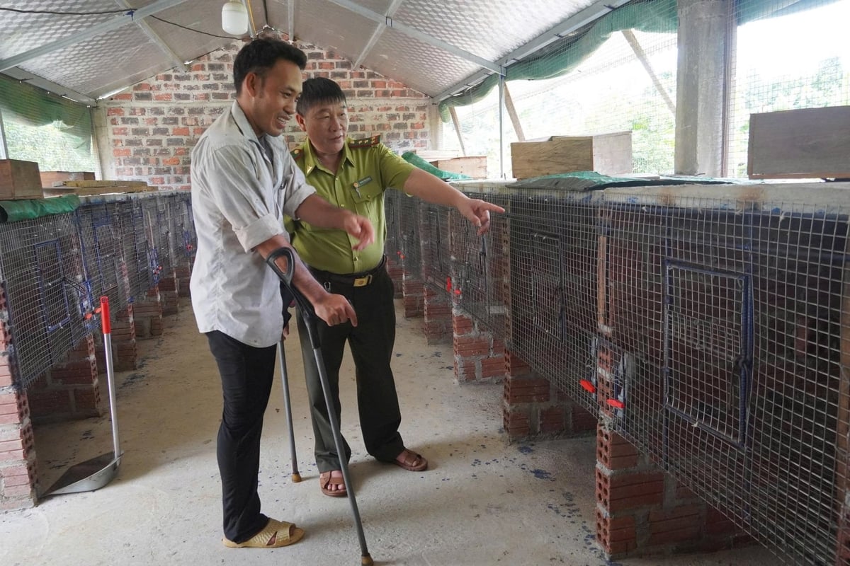 Nuôi chồn hương là 'cứu cánh' của anh Châu sau khi bị tai nạn giao thông. Ảnh: Thanh Tâm. Nuôi chồn hương là 'cứu cánh' của anh Châu sau khi bị tai nạn giao thông. Ảnh: Thanh Tâm.