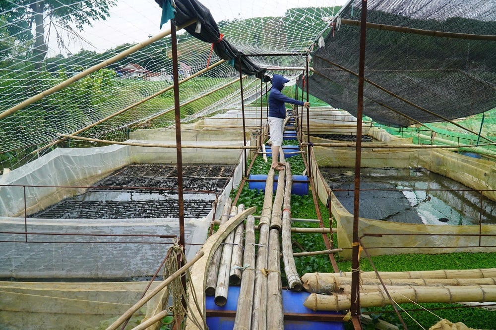 Mô hình nuôi ếch giống của gia đình anh Nguyễn Văn Bình ở thôn Thạch Sơn, xã Thạch Bình. Ảnh: Thu Thủy.