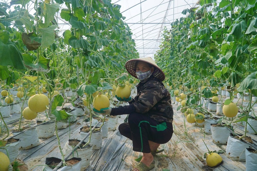 Ứng dụng khoa học công nghệ trong nhà màng giúp dưa vàng Điền Trạch nâng cao hiệu quả. Ảnh: Thu Thủy. Ứng dụng khoa học công nghệ trong nhà màng giúp dưa vàng Điền Trạch nâng cao hiệu quả. Ảnh: Thu Thủy.