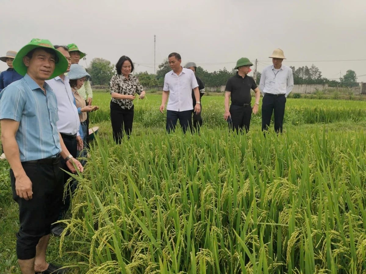 Nghệ An ứng dụng khoa học công nghệ gắn với liên kết sản xuất, góp phần nâng cao năng suất cây trồng. Ảnh: Thu Thủy.
