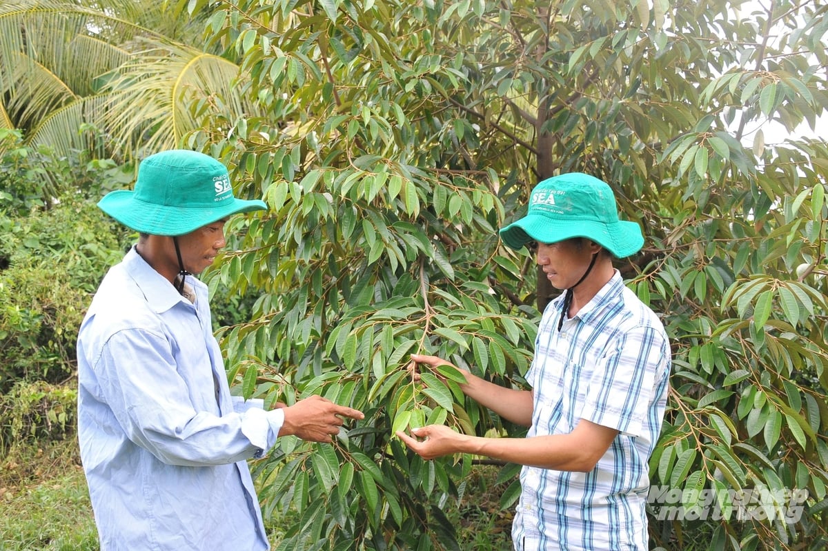 Nhà vườn Đồng Tháp trao đổi kỹ thuật chăm sóc, kiểm tra cành, lá sầu riêng nhằm hạn chế tích tụ kim loại nặng. Ảnh: Lê Hoàng Vũ.