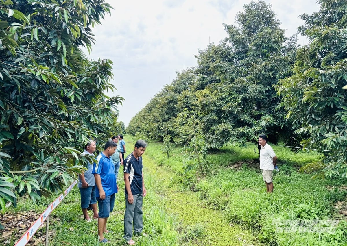 Chuyên gia nông nghiệp cùng nông dân thăm vườn sầu riêng, đánh giá tình hình canh tác và thảo luận về các giải pháp cải thiện sức khỏe đất. Ảnh: Lê Hoàng Vũ.