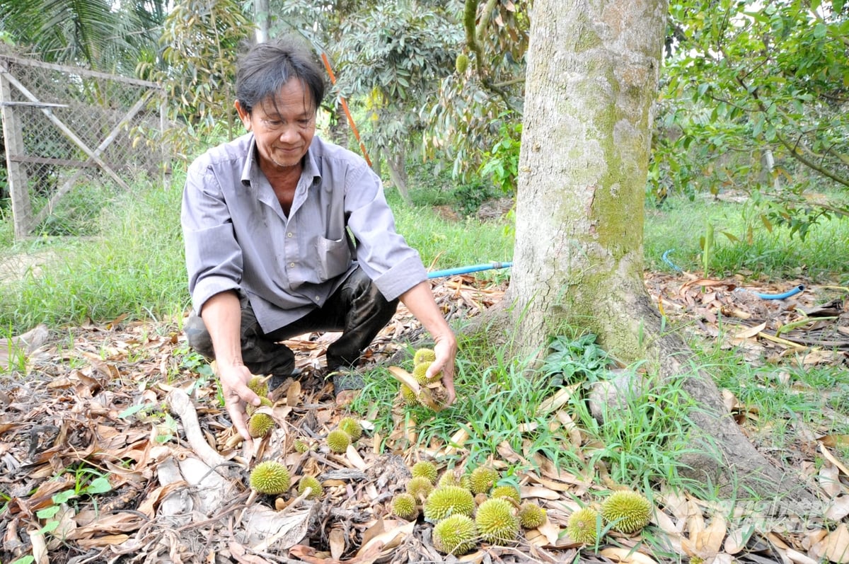 Nguy cơ nhiễm Cadimi đang trở thành 'mắt xích yếu' ảnh hưởng trực tiếp đến tiêu chuẩn xuất khẩu. Ảnh: Lê Hoàng Vũ.