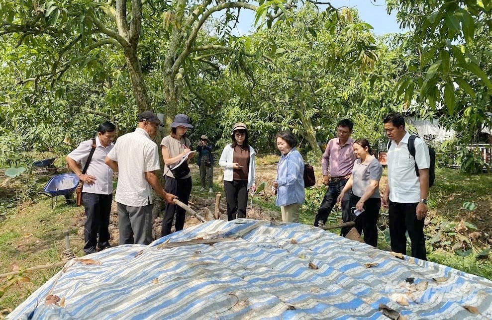 Đoàn chuyên gia của Tổ chức Seed to Table khảo sát mô hình ủ phân hữu cơ tại vườn xoài ở Đồng Tháp. Ảnh: Lê Hoàng Vũ. Đoàn chuyên gia của Tổ chức Seed to Table khảo sát mô hình ủ phân hữu cơ tại vườn xoài ở Đồng Tháp. Ảnh: Lê Hoàng Vũ.