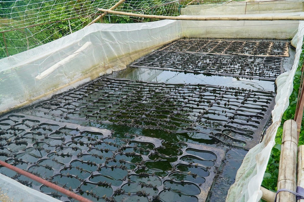 Thay vì bỏ hoang vùng đất chiêm trũng, anh Bình tận dụng mặt nước để nuôi cá rô phi, phía trên bố trí hệ thống bể nuôi ếch giống. Ảnh: Thu Thủy.