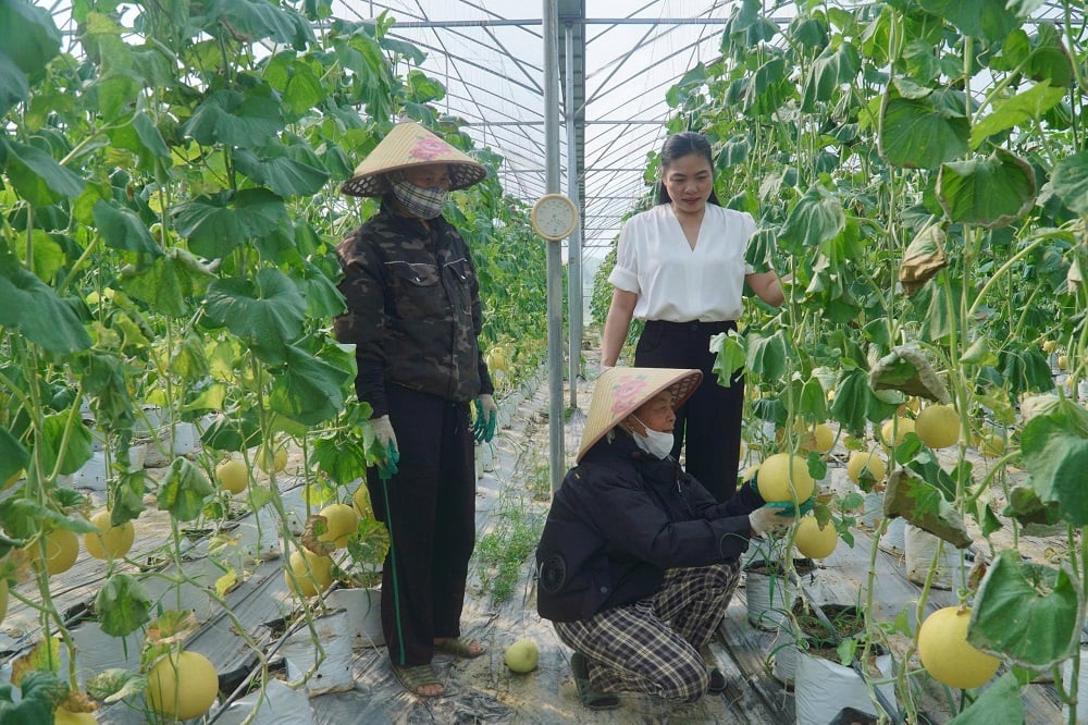 Tích tụ, tập trung đất đai là giải pháp quan trọng để phát triển nông nghiệp quy mô lớn, ứng dụng công nghệ cao. Ảnh: Việt Khánh. Tích tụ, tập trung đất đai là giải pháp quan trọng để phát triển nông nghiệp quy mô lớn, ứng dụng công nghệ cao. Ảnh: Việt Khánh.