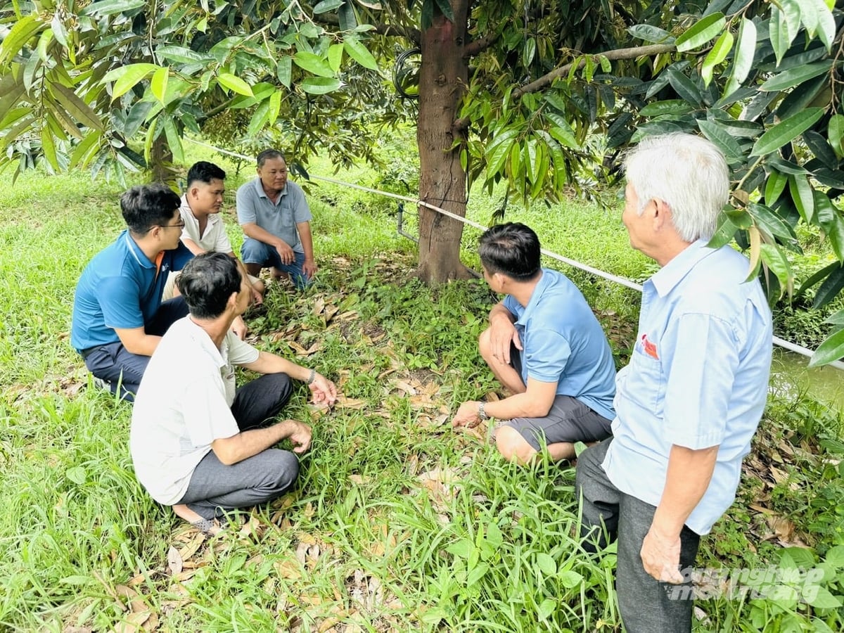 Cán bộ ngành nông nghiệp tỉnh Đồng Tháp kiểm tra thực tế sức khỏe đất và rễ cây sầu riêng. Ảnh: Lê Hoàng Vũ.