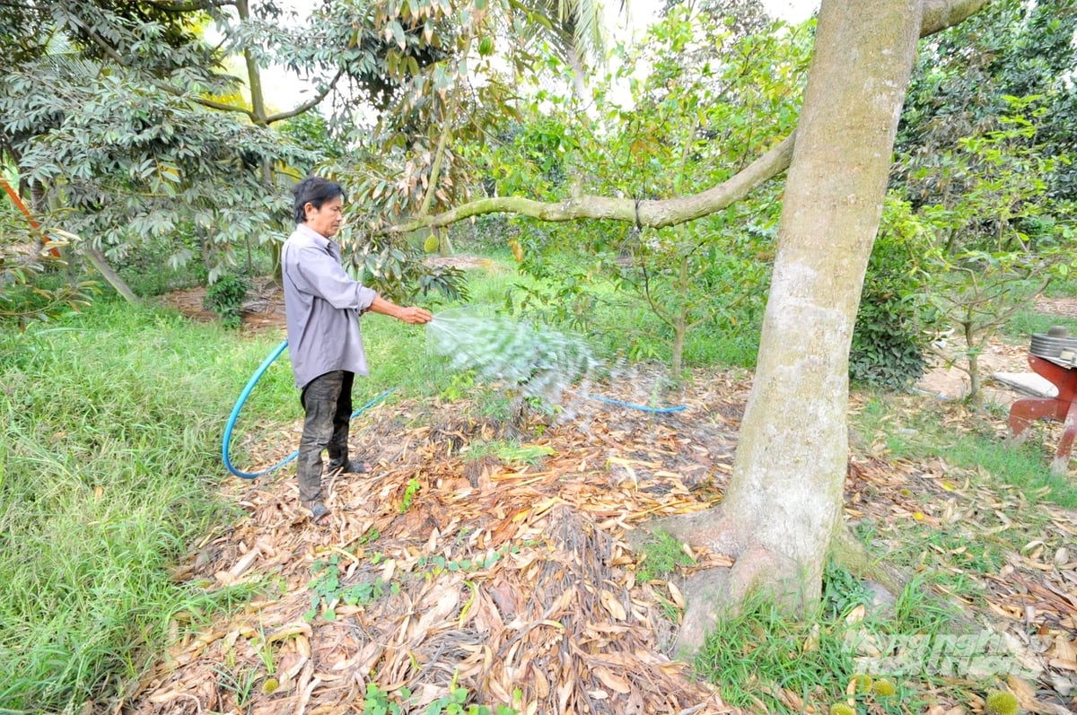 Nông dân tưới nước cho cây sầu riêng. Việc quản lý nguồn nước tưới và bùn nạo vét từ mương vườn là rất quan trọng để tránh đưa Cadimi vào đất. Ảnh: Lê Hoàng Vũ.