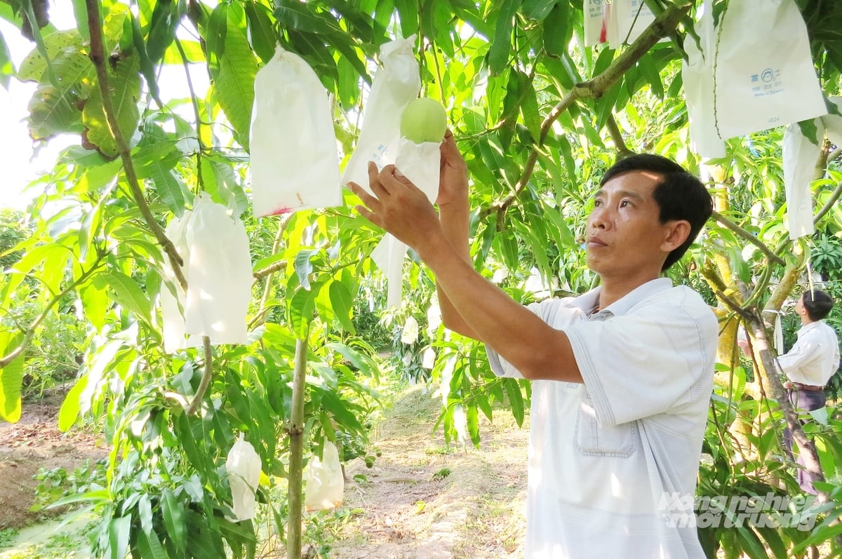 Nông dân Đồng Tháp chăm sóc vườn xoài đạt tiêu chuẩn PGS. Ảnh: Lê Hoàng Vũ. Nông dân Đồng Tháp chăm sóc vườn xoài đạt tiêu chuẩn PGS. Ảnh: Lê Hoàng Vũ.
