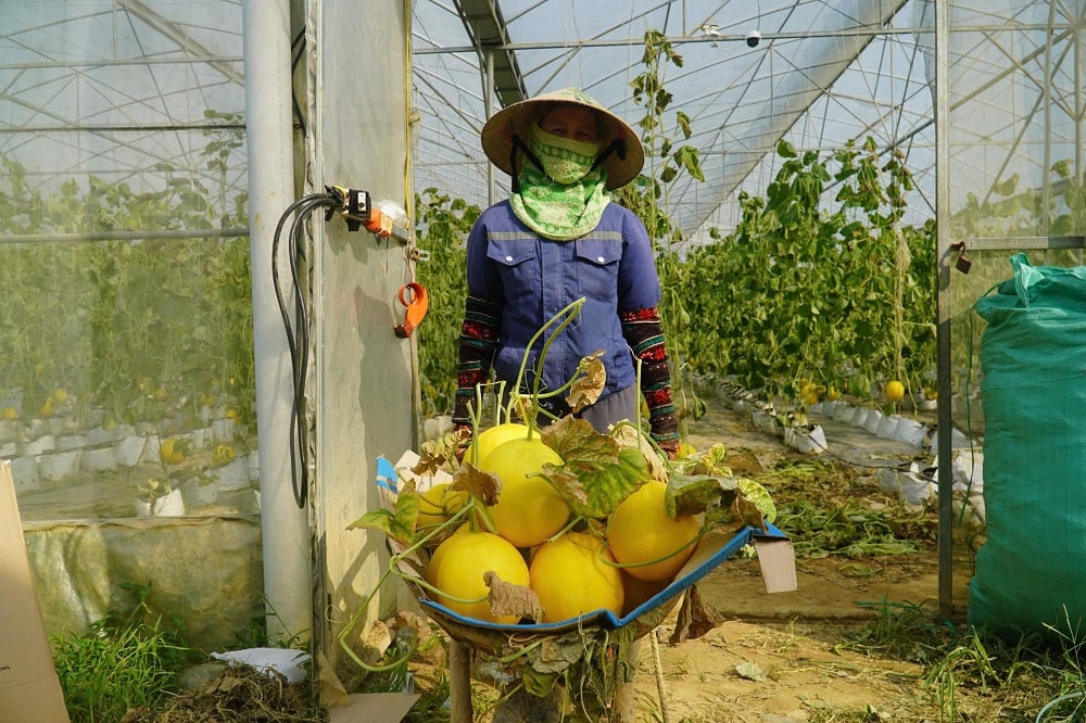 Dưa vàng Điền Trạch đã được chứng nhận sản phẩm OCOP 3 sao. Ảnh: Thu Thủy. Dưa vàng Điền Trạch đã được chứng nhận sản phẩm OCOP 3 sao. Ảnh: Thu Thủy.