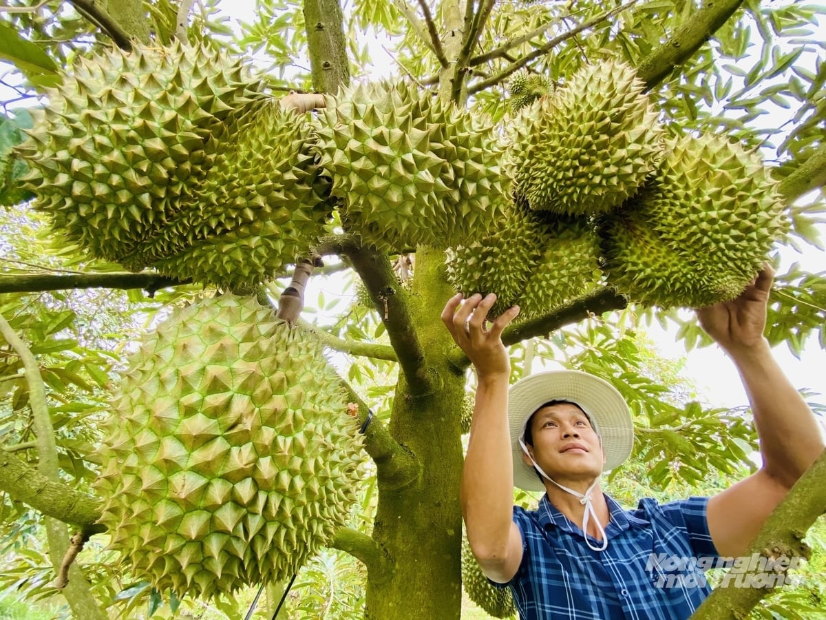 Nông dân Đồng Tháp nâng cao chất lượng và độ an toàn của sầu riêng để đáp ứng các tiêu chuẩn xuất khẩu khắt khe. Ảnh: Lê Hoàng Vũ.