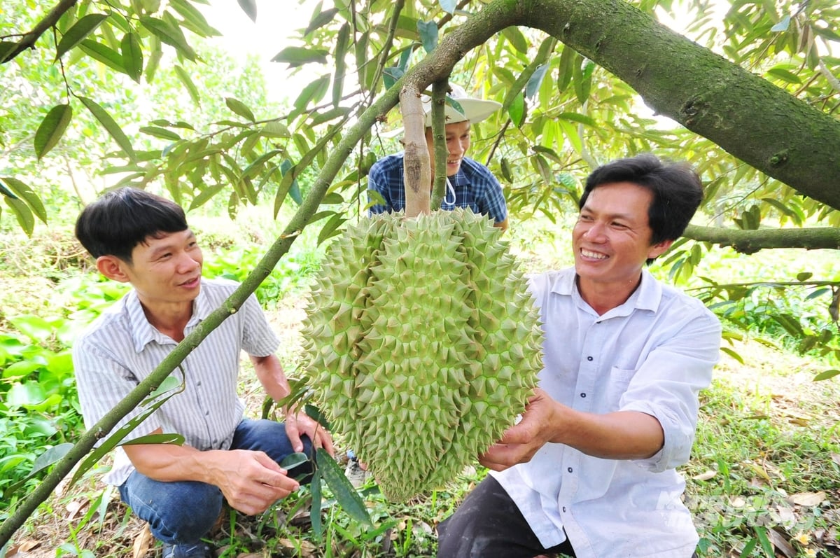 Nông dân và chuyên gia kiểm tra, đánh giá chất lượng trái sầu riêng. Ảnh: Lê Hoàng Vũ.