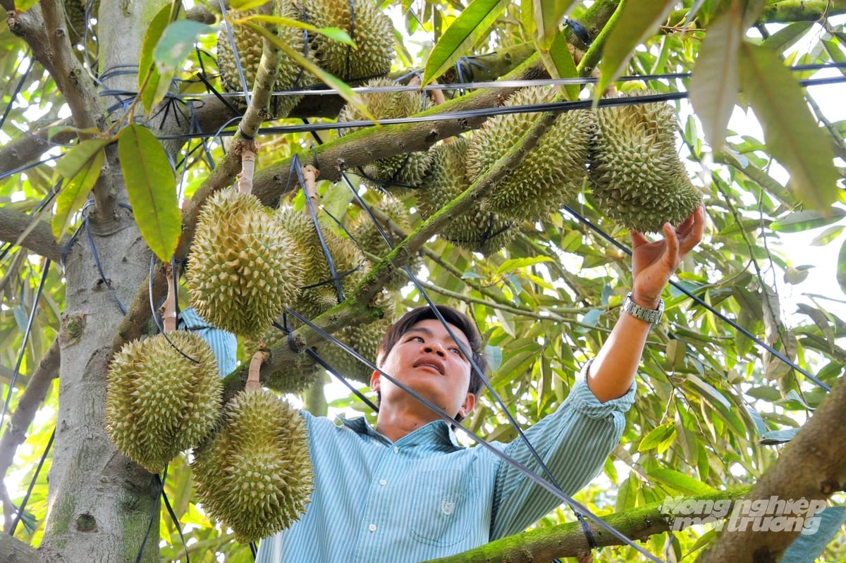 Việc kiểm soát Cadimi không thể chỉ tập trung vào khâu kiểm tra trái trước thu hoạch mà cần bắt đầu từ quản lý đất và các nguồn đầu vào trong suốt quá trình canh tác. Ảnh: Lê Hoàng Vũ.