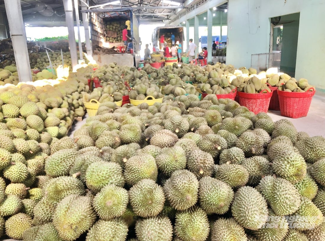 Sầu riêng tập kết tại vựa đóng gói, chuẩn bị phân loại và kiểm định chất lượng trước khi xuất khẩu. Ảnh: Lê Hoàng Vũ.