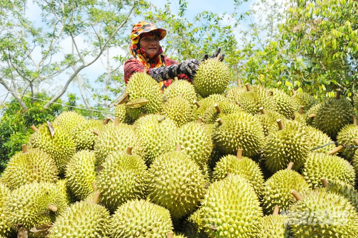 Việc kiểm soát chặt chẽ dư lượng Cadimi giúp bảo vệ chất lượng trái và uy tín sầu riêng Việt Nam trên thị trường quốc tế. Ảnh: Lê Hoàng Vũ.
