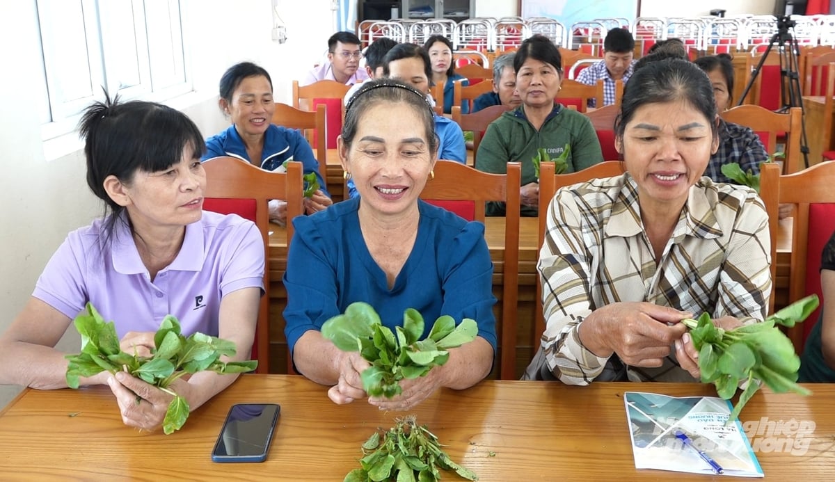 Người dân xã Quảng Hà tham gia lớp tập huấn IPHM trên cây rau. Ảnh: Nguyễn Thành.
