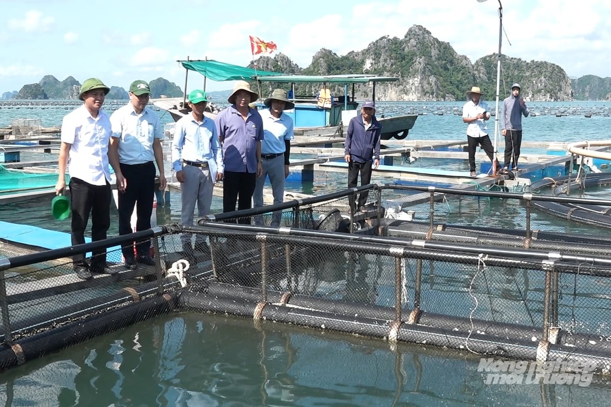Tại Vân Đồn, mô hình được thực hiện với quy mô 220,5m3, thời gian từ tháng 3 - 12/2026. Ảnh: Nguyễn Thành Tại Vân Đồn, mô hình được thực hiện với quy mô 220,5m3, thời gian từ tháng 3 - 12/2026. Ảnh: Nguyễn Thành