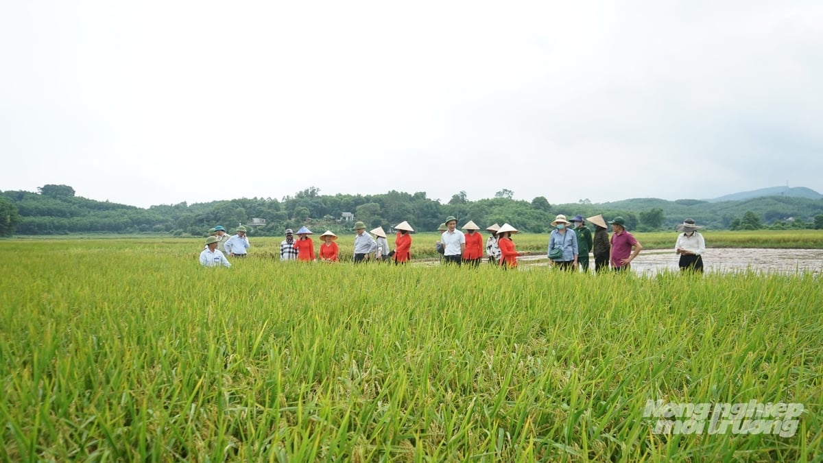 Diện tích trồng lúa trên địa bàn TP Quảng Ninh đạt trên 37.000 ha. Ảnh: Nguyễn Thành.