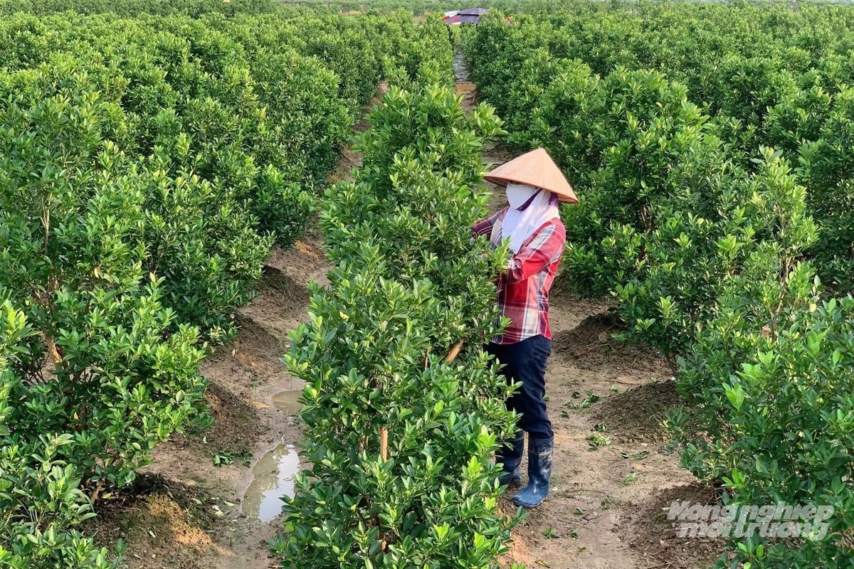 Trên địa bàn Quảng Ninh có trên 11.200 ha cây trồng các loại đang được nông dân áp dụng IPM, IPHM. Ảnh: Nguyễn Thành.