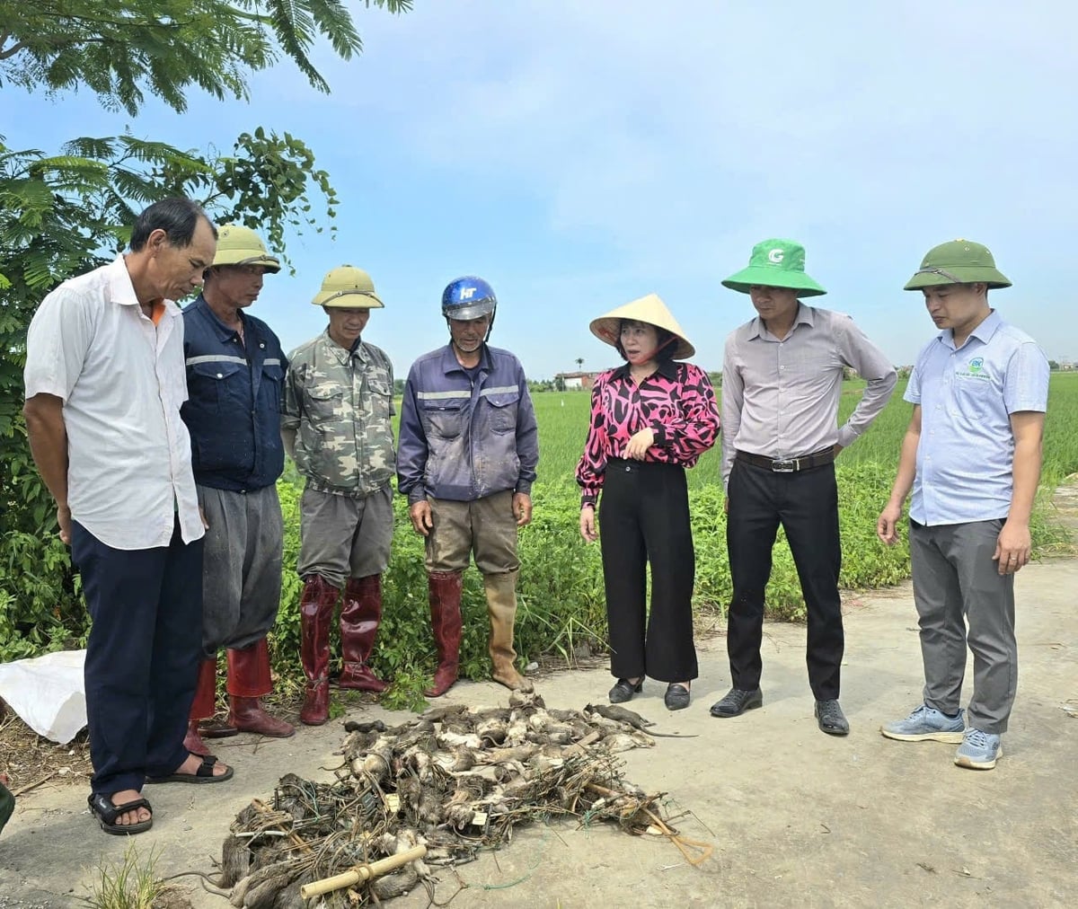 Một buổi tập huấn diệt chuột do Chi cục Trồng trọt và Bảo vệ thực vật Hải Phòng tổ chức. Ảnh: Đinh Mười. Một buổi tập huấn diệt chuột do Chi cục Trồng trọt và Bảo vệ thực vật Hải Phòng tổ chức. Ảnh: Đinh Mười.