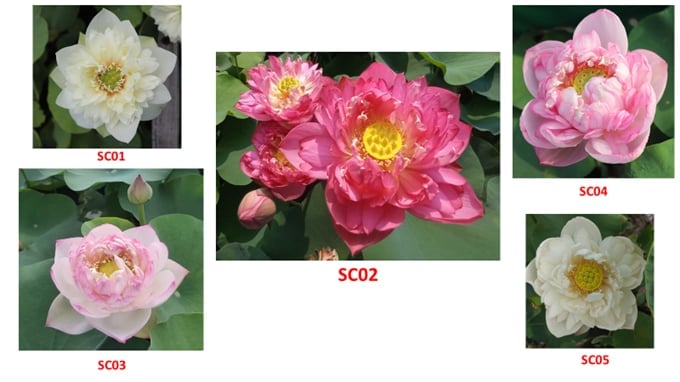 Các giống sen làm cảnh vừa được cấp bằng bảo hộ giống. Ảnh: Lan Chi.