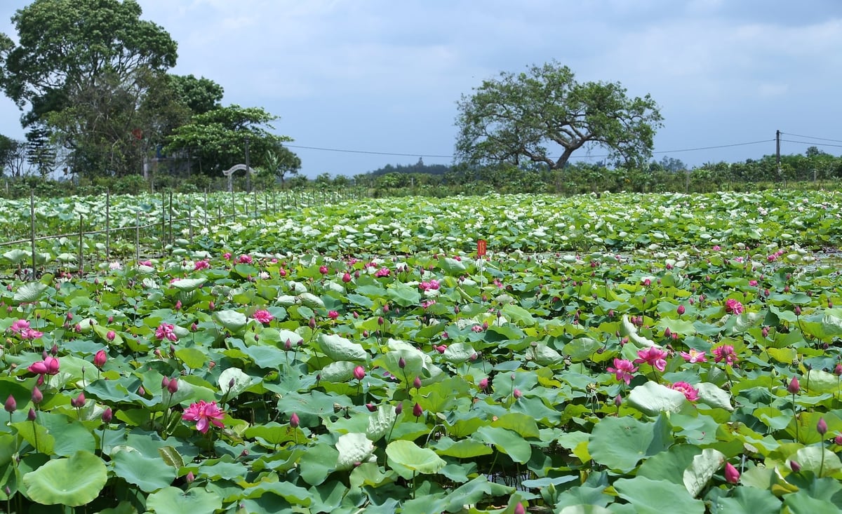 Các giống sen mới có nhiều ưu điểm để lấy hoa, lấy hạt. Ảnh: Mai Đan.
