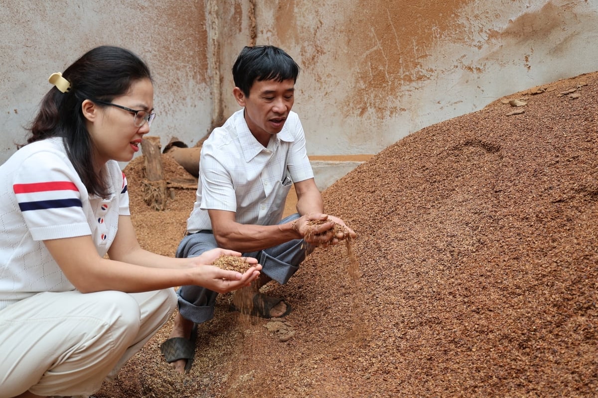 Vỏ cà phê sau chế biến được HTX Nông sản Khe Sanh thu gom, tận dụng làm nguyên liệu sản xuất phân bón hữu cơ. Ảnh: PV.