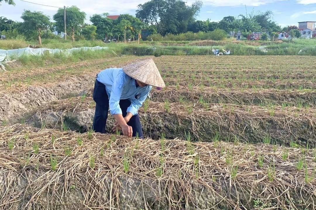 Nông dân phường Bình Khê chăm sóc cây hành. Ảnh: Cường Vũ.