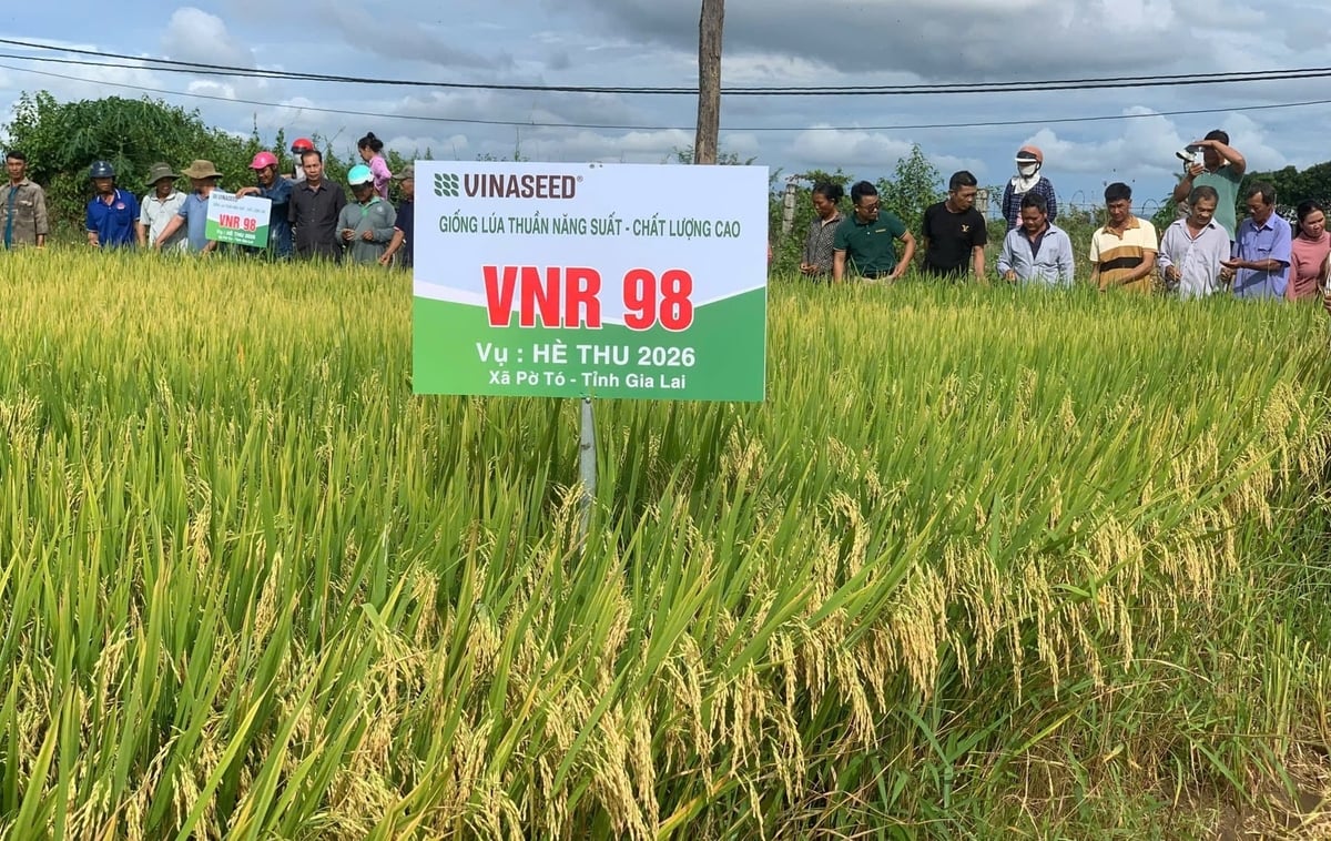 Bà Nguyễn Thị Tịnh ở xã Pờ Tó, tỉnh Gia Lai sản xuất giống lúa VNR98 đạt năng suất 7,4 tấn tươi/ha. Ảnh: Vinaseed Tây Nguyên. Bà Nguyễn Thị Tịnh ở xã Pờ Tó, tỉnh Gia Lai sản xuất giống lúa VNR98 đạt năng suất 7,4 tấn tươi/ha. Ảnh: Vinaseed Tây Nguyên.