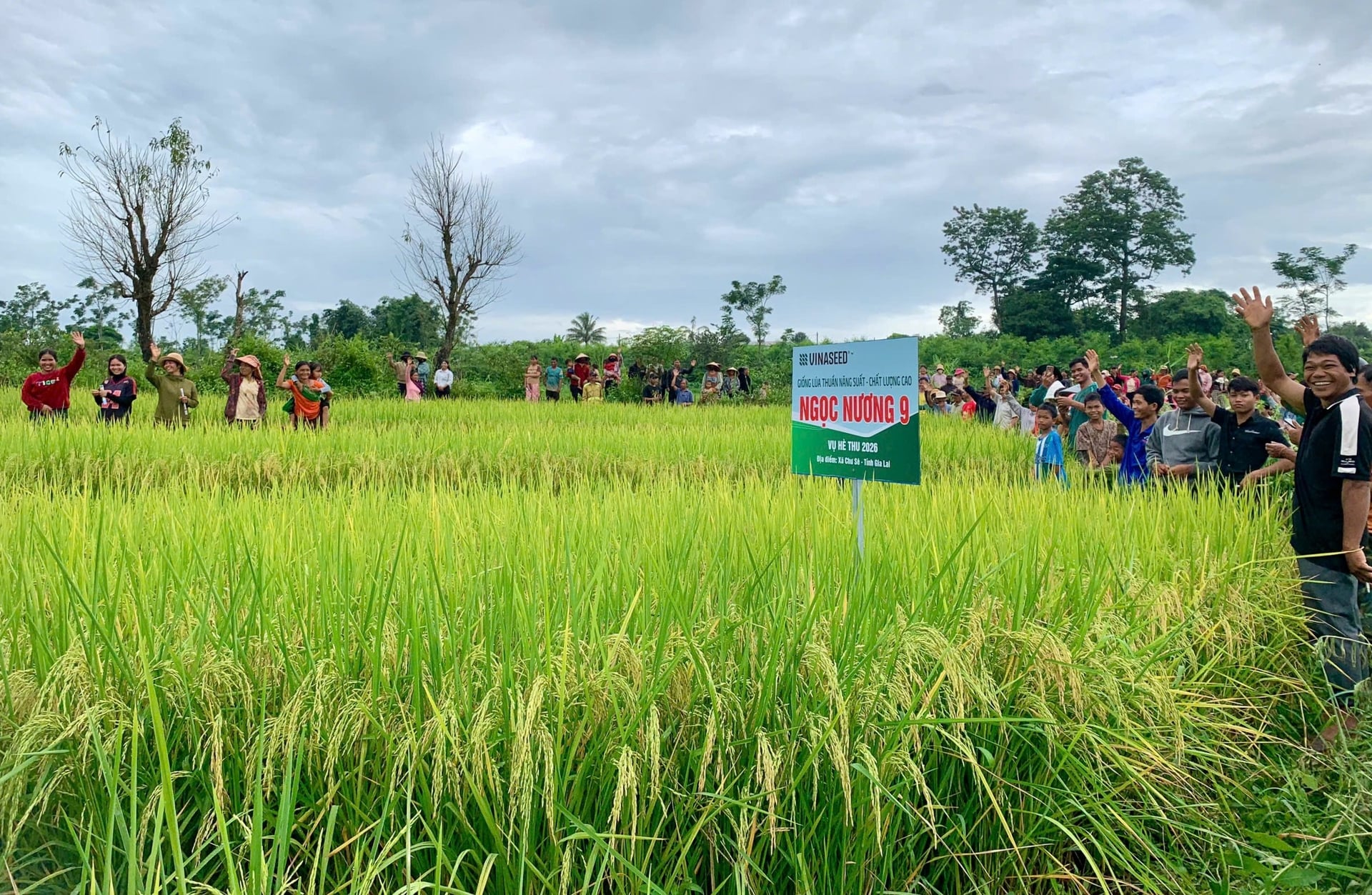 Giống lúa Ngọc Nương 9 được người dân và chính quyền địa phương tại Tây Nguyên đánh giá cao. Ảnh: Vinaseed Tây Nguyên. Giống lúa Ngọc Nương 9 được người dân và chính quyền địa phương tại Tây Nguyên đánh giá cao. Ảnh: Vinaseed Tây Nguyên.