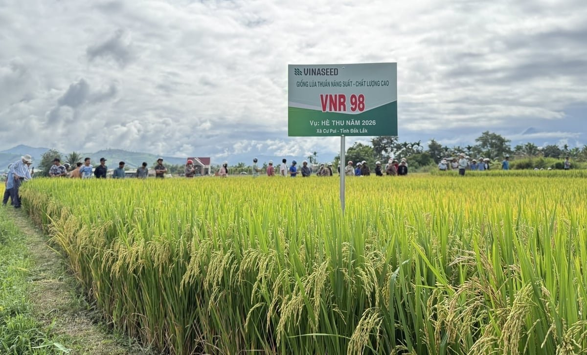 Giống lúa VNR98 thích nghi tốt với điều kiện xã Cư Pui, tỉnh Đắk Lắk. Ảnh: Vinaseed Tây Nguyên. Giống lúa VNR98 thích nghi tốt với điều kiện xã Cư Pui, tỉnh Đắk Lắk. Ảnh: Vinaseed Tây Nguyên.