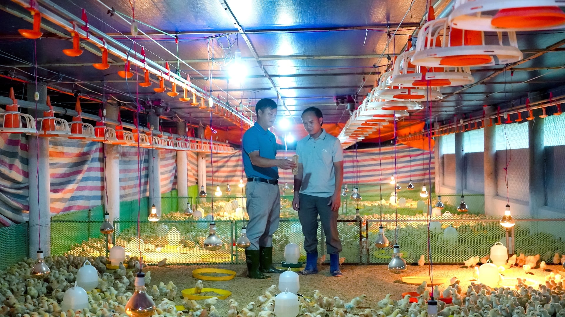 Từ hiệu quả chăn nuôi, ông Thảo có kế hoạch nâng đàn lên 20.000 con trong thời gian tới. Ảnh: Japfa Việt Nam.
