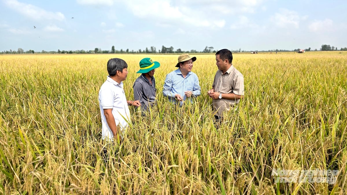 Với sự hỗ trợ tập huấn kỹ thuật của Trung tâm Nghiên cứu Chuyển giao Tiến bộ kỹ thuật nông nghiệp, nông dân miền Tây từng bước thay đổi tập quán canh tác, hướng đến sản xuất lúa chất lượng cao, phát thải thấp. Ảnh: Minh Sáng.