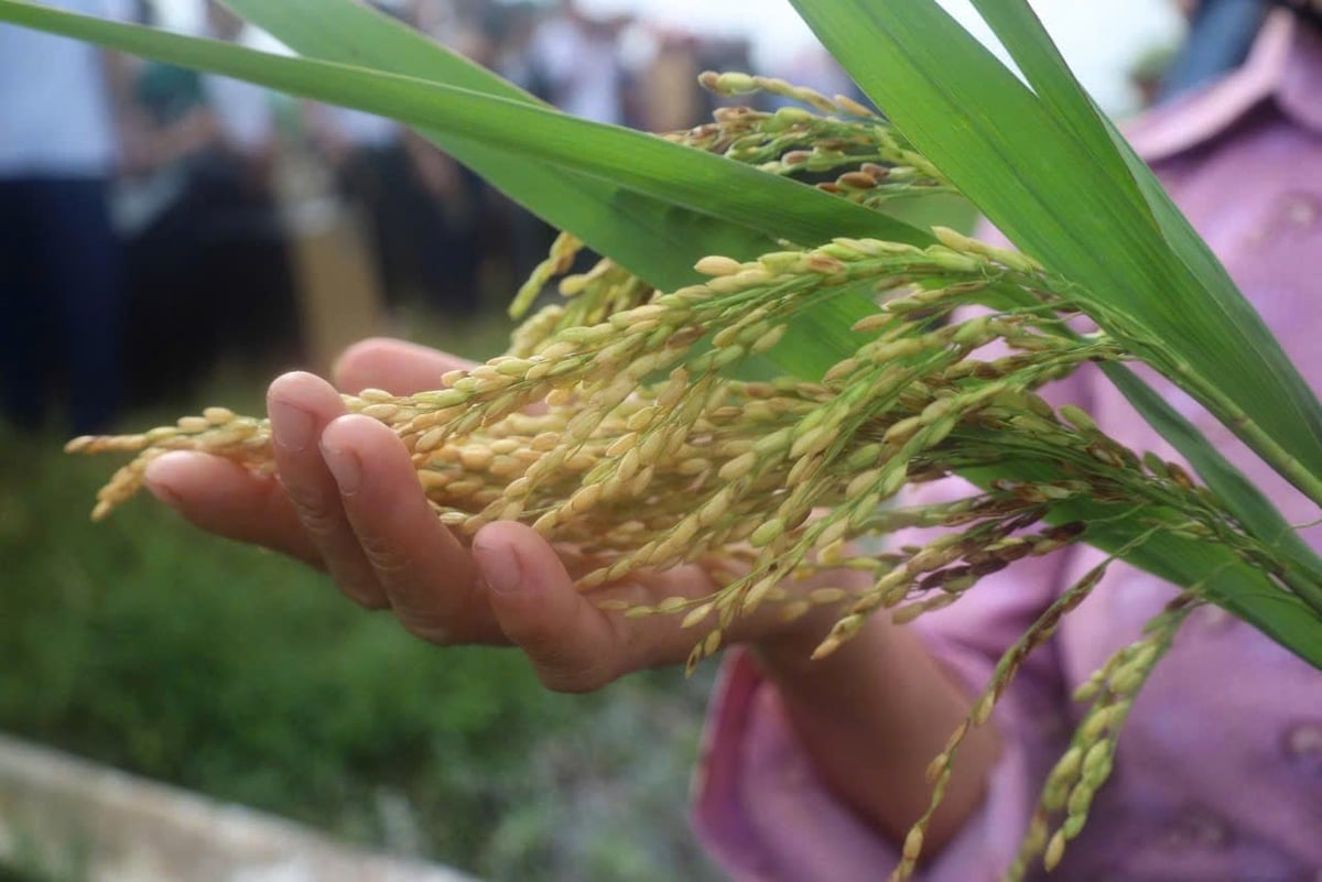 Canh tác lúa thân thiện với môi trường giúp lúa tốt, đất khỏe. Ảnh: Quốc Toản.