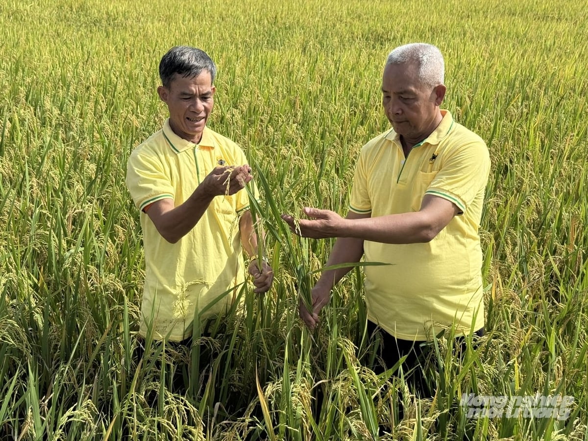 Nông dân tham gia hội thảo đầu bờ, trực tiếp lội ruộng đánh giá hiệu quả mô hình canh tác lúa thông minh, phát thải thấp được thực hiện tại HTX Thanh Xuân. Ảnh: Hoàng Vũ. Nông dân tham gia hội thảo đầu bờ, trực tiếp lội ruộng đánh giá hiệu quả mô hình canh tác lúa thông minh, phát thải thấp được thực hiện tại HTX Thanh Xuân. Ảnh: Hoàng Vũ.