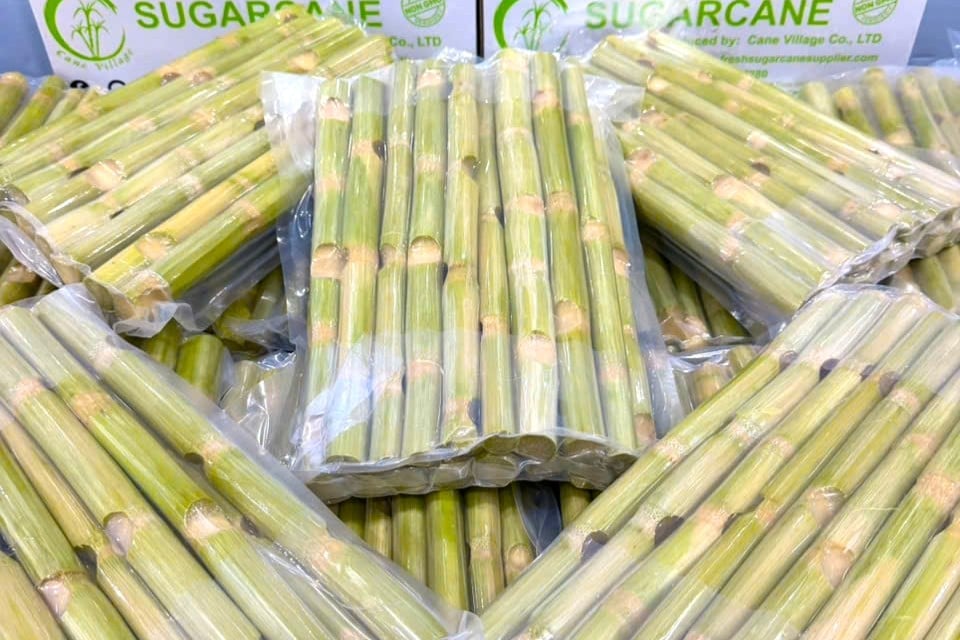 Cây mía được cấp đông ở âm 18 độ C để xuất khẩu sang nhiều thị trường khó tính. Ảnh: Kim Anh.