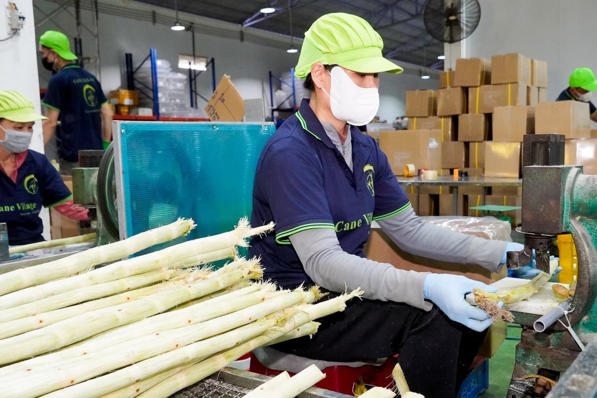 Hiện Công ty TNHH Cane Village thu mua bình quân khoảng 20 tấn mía/ngày, chủ yếu tại Tân Phước Hưng và các vùng lân cận với hai giống chính là ROC 16 và Su phèn. Ảnh: Kim Anh.