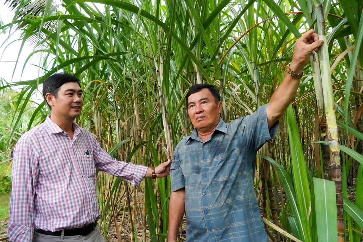 Người trồng mía Tân Phước Hưng kỳ vọng liên kết với doanh nghiệp để ổn định đầu ra, nâng giá trị sản phẩm. Ảnh: Kim Anh.