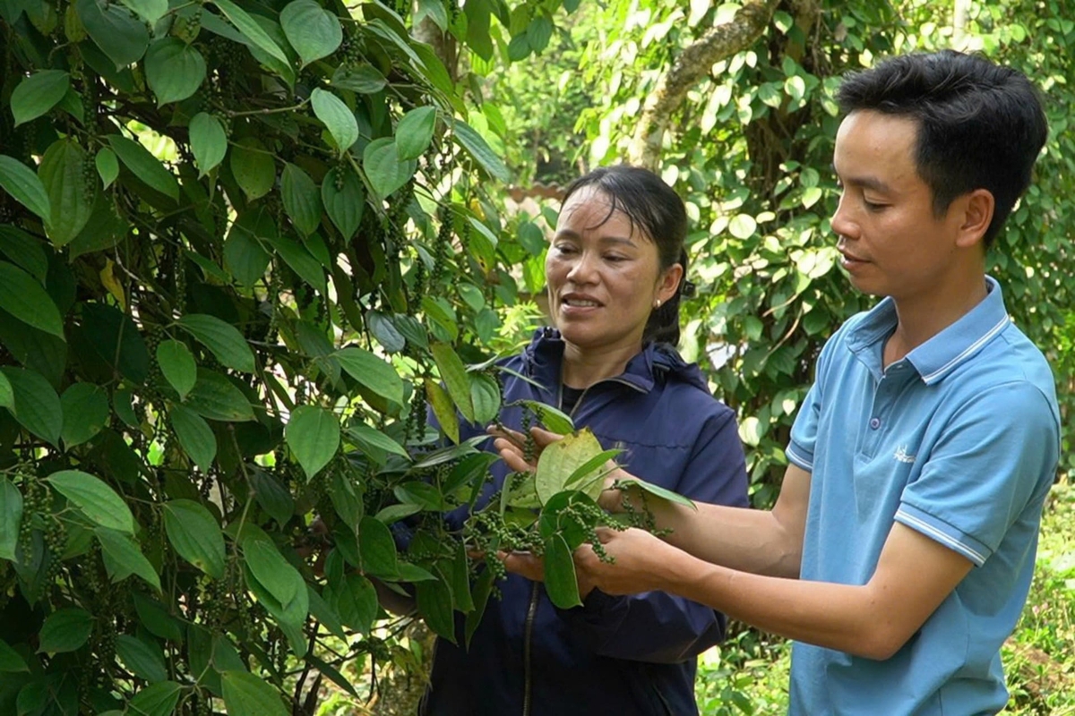 Chăm sóc đúng kỹ thuật sau thu hoạch giúp hồ tiêu phục hồi sinh trưởng, nâng cao khả năng chống chịu thời tiết bất lợi. Ảnh: Võ Dũng.