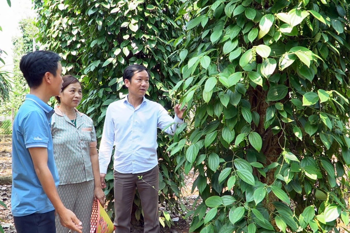 Ngành nông nghiệp Quảng Trị tăng cường hướng dẫn người dân áp dụng các biện pháp kỹ thuật chăm sóc hồ tiêu sau thu hoạch. Ảnh: Thanh Tâm.