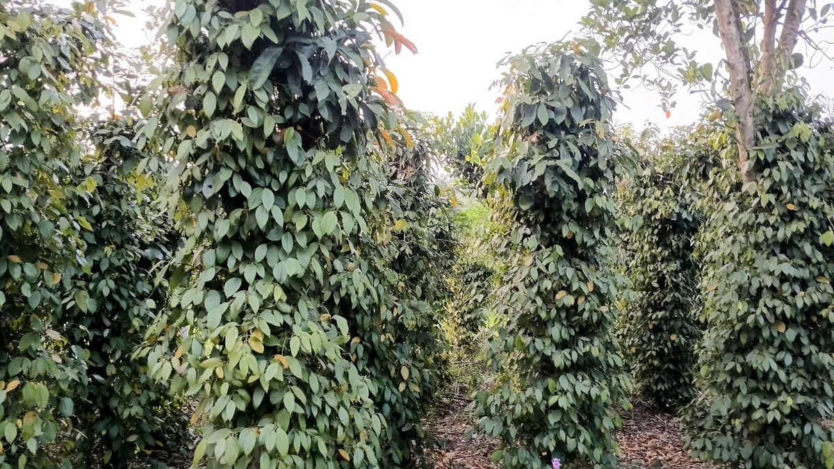 Vườn hồ tiêu tại Quảng Trị được chăm sóc đúng kỹ thuật sau thu hoạch nhằm tăng sức chống chịu trước nắng nóng và chuẩn bị cho vụ sản xuất mới. Ảnh: Thanh Tâm.
