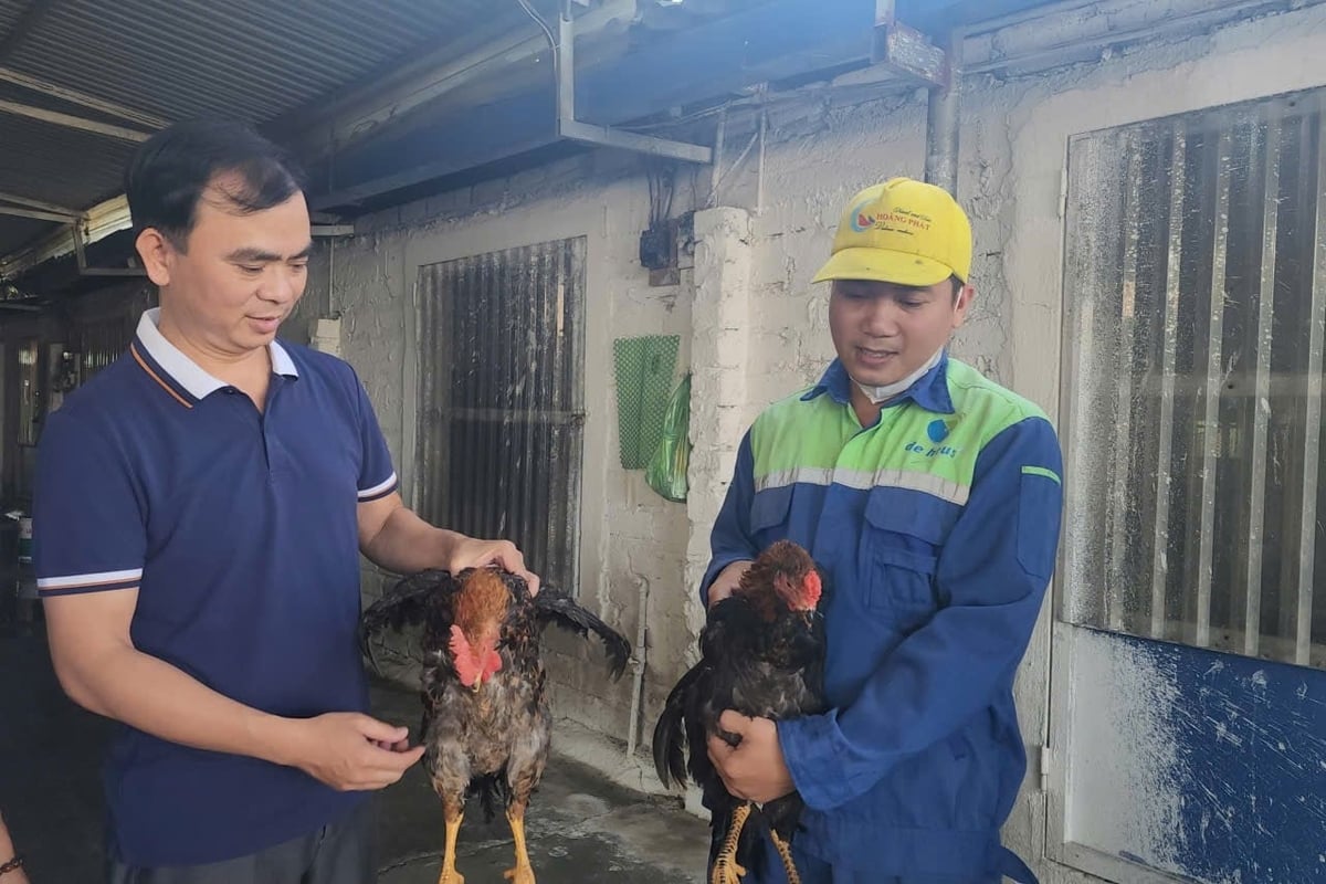 Sở Nông nghiệp và Môi trường Hải Phòng được giao chủ trì, phối hợp với các sở, ngành và địa phương rà soát diện tích đất nông nghiệp làm căn cứ xây dựng kế hoạch đàn vật nuôi sát thực tế. Ảnh: Đinh Mười.