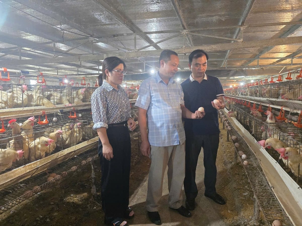 Mô hình nuôi gà đẻ trứng bằng thảo dược do Ban quản lý rừng và Khuyến nông Hải Phòng triển khai tại xã Chấn Hưng cho hiệu quả cao. Ảnh: Đinh Mười.