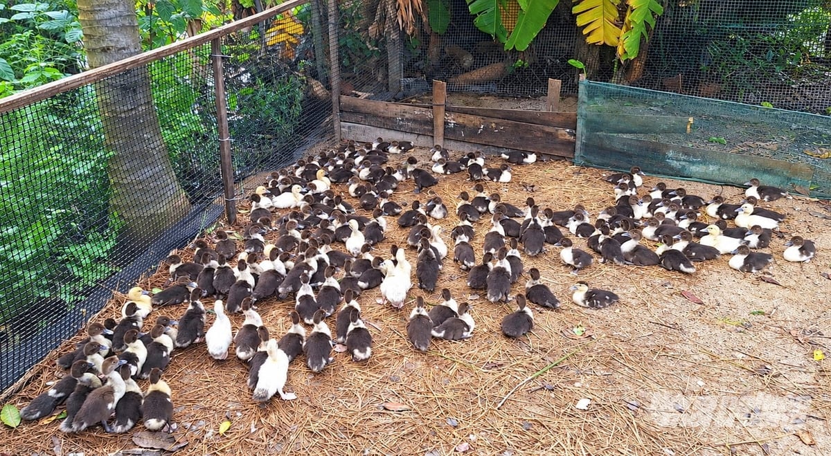 Trung tâm Khuyến nông An Giang triển khai hỗ trợ nông dân phát triển chăn nuôi vịt xiêm Pháp thương phẩm. Ảnh: Hồng Cẩm. Trung tâm Khuyến nông An Giang triển khai hỗ trợ nông dân phát triển chăn nuôi vịt xiêm Pháp thương phẩm. Ảnh: Hồng Cẩm.